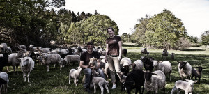 Kulla Lamm – populär fårfarm i Kullabygden